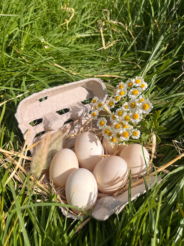 Dukc Eggs x 6