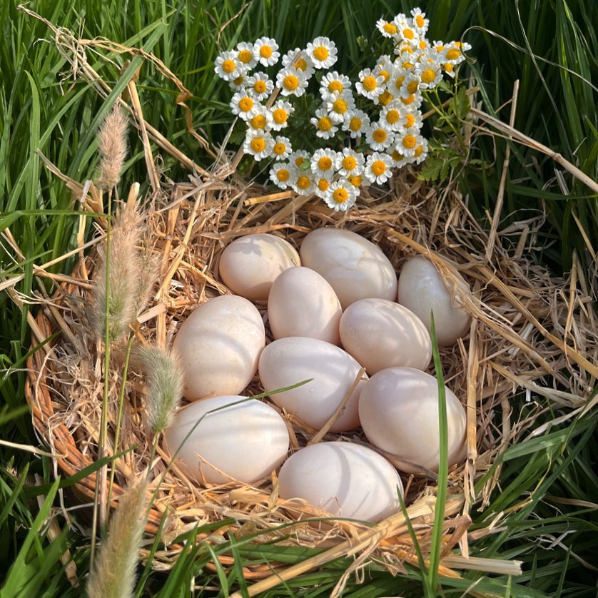Duck Eggs x 18
